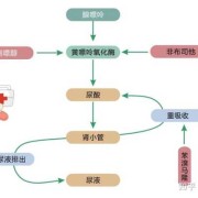 孕期尿酸低（孕晚期尿酸偏高怎么办啊？快到九个月了，对胎儿发育有影响的吗）