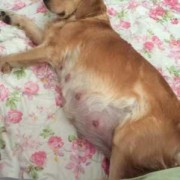 狗的怀孕期（狗的怀孕期有多久）