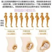 孕期胎儿不动（孕期胎儿不动了怎么回事）