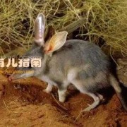 怀孕期最短的哺乳动物是什么,孕期最短的动物