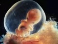 怀孕一个月胎儿多大（怀孕7周胚胎有多大）