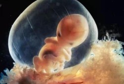 怀孕一个月胎儿多大（怀孕7周胚胎有多大）