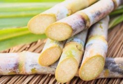 怀孕能不能吃甘蔗,孕期喜欢吃甘蔗好不好