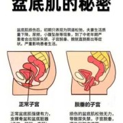 孕期盆底肌（孕期盆底肌）