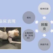 狗会孕吐吗,孕期胰腺炎的症状有哪些表现