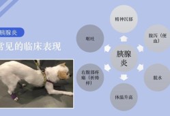 狗会孕吐吗,孕期胰腺炎的症状有哪些表现