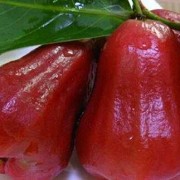 孕期可以吃莲雾吗（孕妇血糖高能不能吃莲雾呢）