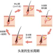 为什么怀孕后，身上毛发生长慢了,孕期头发不掉了怎么回事