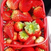 宝宝可以吃草莓吗,孕期可以吃草莓吗早期