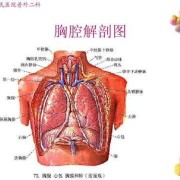 胎儿隔疝是怎么引起的（胎儿隔疝是什么引起的）