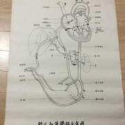 胎儿循环（胎儿循环系统结构图）