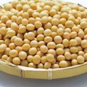 孕期可以吃黄豆吗（高血压糖尿病可以吃黄豆吗）