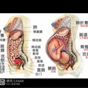 孕妇能吃内脏吗?孕妇吃内脏对胎儿会有什么样的影响,孕期内脏器官位置的变化图