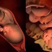 17周胎儿图片孕妇体型（孕十七周胎儿有多大）