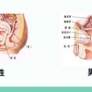 尿路感染对胎儿有影响吗（孕晚期尿路感染会对胎儿有影响吗）