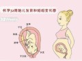 胎儿32周图片（孕32周胎儿发育标准是什么）