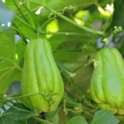 孕期梦到瓜（孕期梦到瓜果蔬菜是什么意思）