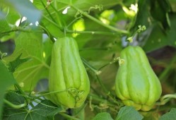孕期梦到瓜（孕期梦到瓜果蔬菜是什么意思）