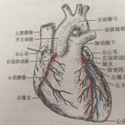 胎儿血管粗（主动脉示不规则增粗是怎么回事）