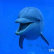 海豚胎儿症（海豚宝宝的故事）