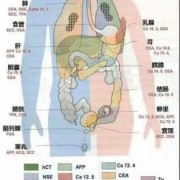胎儿胰腺（胎儿胰腺什么时候发育）
