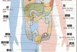 胎儿胰腺（胎儿胰腺什么时候发育）
