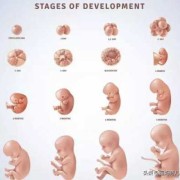 孕6周的胎儿多大才是正常,怀孕六周胎儿图看男女准吗