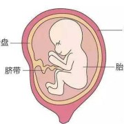 胎儿脐带吸收营养图（胎儿脐带吸收营养图片）
