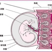 请问羊水内见细小光点漂浮是什么东西啊？胎儿情况正常吗,胎儿悬浮是什么意思