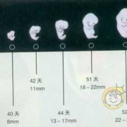 胎儿十二周发育图（12周胎心170正常吗）
