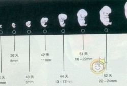 胎儿十二周发育图（12周胎心170正常吗）