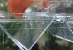 鱼孕期多久（鱼几年产子）