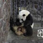 熊猫的孕期（熊猫怀孕肚子会变大吗）