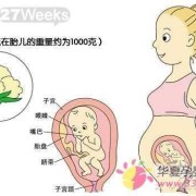 胎儿的位置（孕27周胎儿在什么位置?怎么知道）