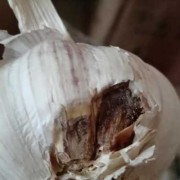 大蒜的叶子叫什么,胎儿脑叶发育欠佳