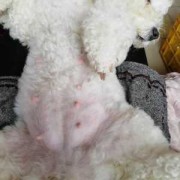 比熊犬孕期（比熊犬孕期多长时间）