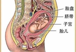胎儿胞衣（衣胞之地的解释）