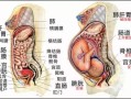 胎儿顶着胃的示意图（怀孕36周晚上睡觉胃顶着很难受怎么办啊，有什么方法可以缓解）
