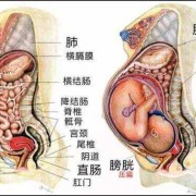 胎儿顶着胃的示意图（怀孕36周晚上睡觉胃顶着很难受怎么办啊，有什么方法可以缓解）