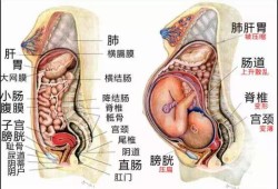 胎儿顶着胃的示意图（怀孕36周晚上睡觉胃顶着很难受怎么办啊，有什么方法可以缓解）