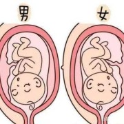 胎儿位于后壁（胎儿位于后壁是男孩还是女孩）