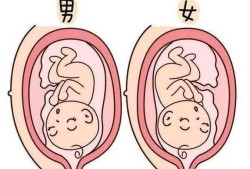胎儿位于后壁（胎儿位于后壁是男孩还是女孩）