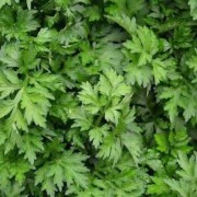 孕期能吃艾草吗（孕期可以吃艾草吗）