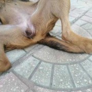 母狗受孕需要多久,狗孕期几个月