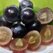 怀孕期间能吃葡萄籽吗（葡萄籽可以吞吗）