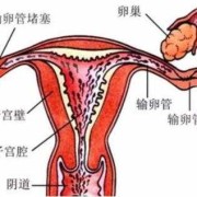 盆腔炎会影响胎儿吗（盆腔炎会影响胎儿吗）