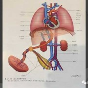 胎儿心脏图（胎儿心脏图片结构图）