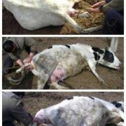 孕期奶水咸（奶牛挤出的牛奶咸是怎么回事）