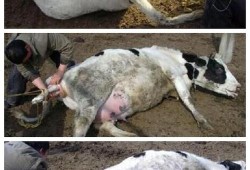 孕期奶水咸（奶牛挤出的牛奶咸是怎么回事）