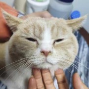 猫咪怀孕感冒了流鼻涕头还歪了是什么情况,猫怀孕期间感冒怎么办啊